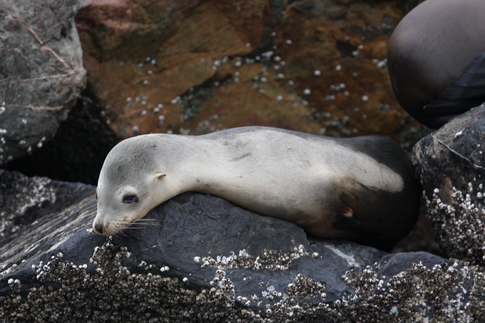 California Sea Lion